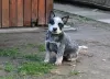 Additional photos: Australian Cattle Dog puppies