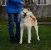 Photo №1. akita - for sale in the city of Cherkassky Bishkin | 3000$ | Announcement № 109359