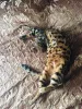 Photo №2 to announcement № 7853 for the sale of bengal cat - buy in Ukraine private announcement