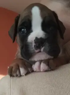 Additional photos: German Boxer Puppies