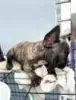 Photo №1. french bulldog - for sale in the city of Florida | 500$ | Announcement № 128142