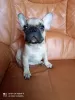 Photo №2 to announcement № 13327 for the sale of french bulldog - buy in Spain private announcement