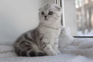 Photo №1. scottish fold - for sale in the city of Орехово-Зуево | 307$ | Announcement № 5630