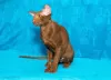 Photo №2 to announcement № 80747 for the sale of oriental shorthair - buy in Russian Federation from nursery