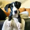 Photo №1. great dane - for sale in the city of Karlovy Vary | 581$ | Announcement № 80536