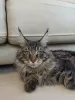 Additional photos: Sell Maine Coon A-22 cat