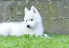 Additional photos: Siberian Husky puppies