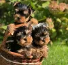 Photo №4. I will sell yorkshire terrier in the city of Helsinki. breeder - price - negotiated