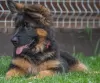 Additional photos: Gorgeous German Shepherd puppies