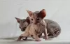 Photo №1. sphynx-katze - for sale in the city of Kiev | 37$ | Announcement № 11551