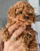 Photo №1. poodle (dwarf) - for sale in the city of Karlskrona | negotiated | Announcement № 19548