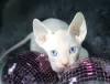 Photo №1. sphynx cat - for sale in the city of Talovaya | negotiated | Announcement № 64743