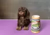 Additional photos: Miniature Wirehaired Dachshund Puppy