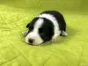 Additional photos: Border collie puppies, the smartest dog in the world