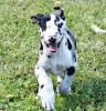 Photo №1. great dane - for sale in the city of Outokumpu | Is free | Announcement № 128372