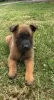 Additional photos: belgian shepherd puppies