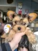 Photo №3. playful yorkie puppy. United States