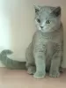 Photo №2 to announcement № 68962 for the sale of british shorthair - buy in Poland breeder