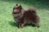 Photo №3. German Spitz Puppy Male. Finland