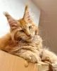 Photo №2 to announcement № 104569 for the sale of maine coon - buy in Germany breeder