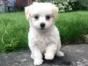 Photo №1. maltese dog - for sale in the city of Галацион | 282$ | Announcement № 129976