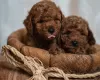 Additional photos: Red Toy Poodles and Toy Poodles