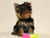 Additional photos: Yorkshire Terrier puppies for sale