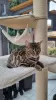 Photo №2 to announcement № 125253 for the sale of bengal cat - buy in United Kingdom breeder