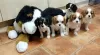 Photo №2 to announcement № 11508 for the sale of cavalier king charles spaniel - buy in Lithuania 