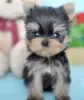 Photo №4. I will sell yorkshire terrier in the city of New York. private announcement, from nursery - price - 600$