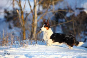 Photo №1. welsh corgi - for sale in the city of St. Petersburg | negotiated | Announcement № 5292