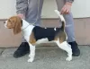 Additional photos: Beagle female for sale