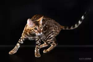 Additional photos: Bengal cat 1