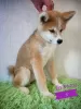 Additional photos: Akita Inu