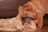 Additional photos: Shar Pei puppies