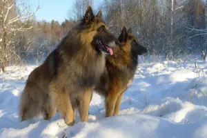 Photo №1. belgian shepherd - for sale in the city of Москва | 779$ | Announcement № 1070