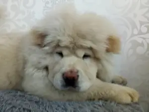 Additional photos: cream chow