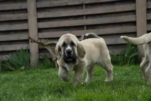 Additional photos: Spanish mastiff puppies