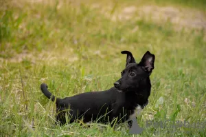 Photo №3. Puppies girls. Russian Federation