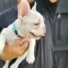 Additional photos: French bulldog Puppies