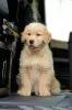 Photo №3. Golden Retriever (American line). Spain