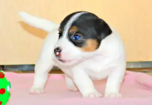 Additional photos: Jack russell terrier heterosexual puppies