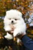 Photo №2 to announcement № 12736 for the sale of pomeranian - buy in Russian Federation breeder