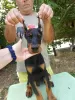 Photo №2 to announcement № 109198 for the sale of dobermann - buy in Serbia 