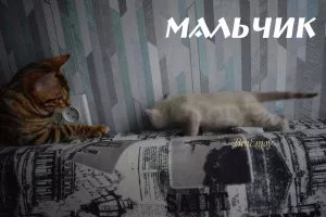 Photo №3. Bengal kittens. Russian Federation