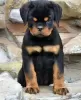 Photo №1. rottweiler - for sale in the city of Kaunas | negotiated | Announcement № 120705