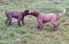 Additional photos: Lagotto Romagnolo puppies