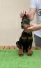 Additional photos: doberman puppies