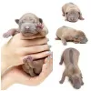 Additional photos: Thai ridgeback puppies