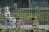 Additional photos: Shiba Inu puppies